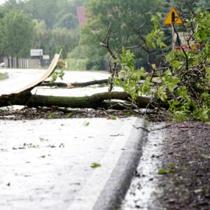A felled tree after a storm
